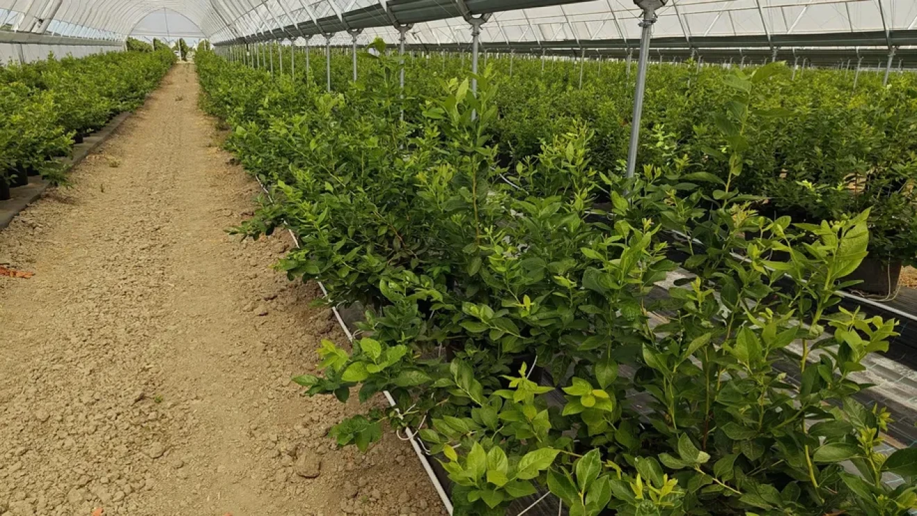 Blueberries: soil or substrate, the technical choice that determines profitability and risk plantation-image