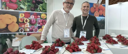 Tutte le varietà della pomologica fragole del Crea-image