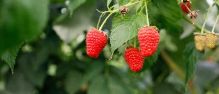 Fall Creek targets raspberry and blackberry growth through breeding and nursery quality-image