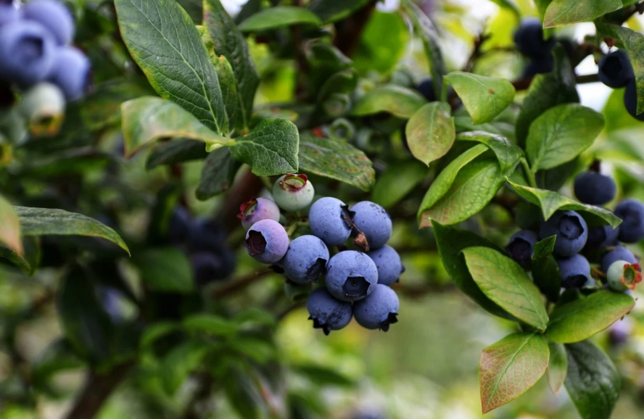 US blueberries: $850K USDA funding to boost exports and expand global strategic markets-image