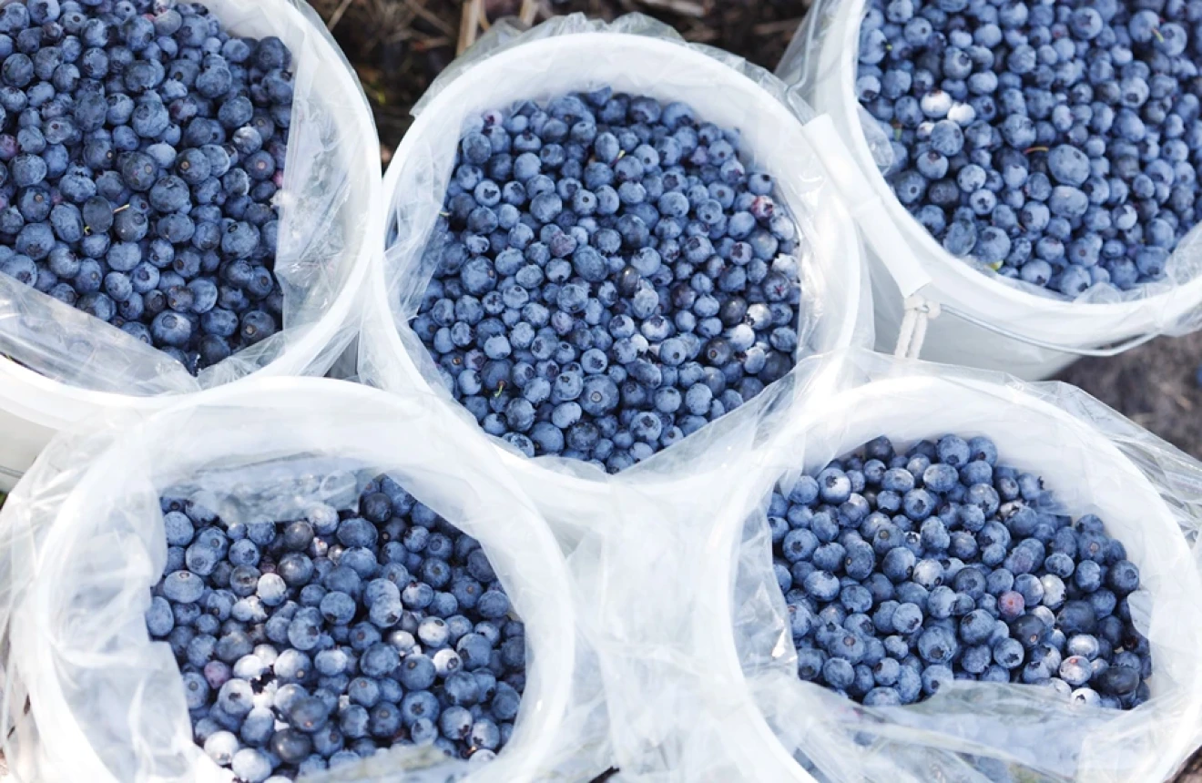 Blueberry production costs in the USA: an in-depth study by MSU-image