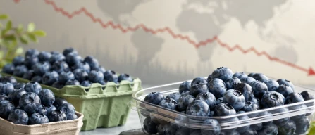 Global blueberry price index falls 0.4% in week 33 of 2026 as premium segment declines sharply-image
