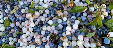 The strange case of albino blueberries, a mystery since 1930-image