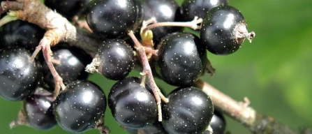 Ribena is investing £200,000 in the resilience of British blackcurrants-image