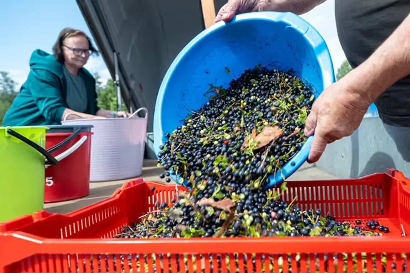 Finland: prices have tripled while lowbush blueberry picking is booming-image