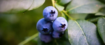 Carenza di manodopera e sfide globali: il futuro della raccolta di piccoli frutti tra Messico e Marocco-image