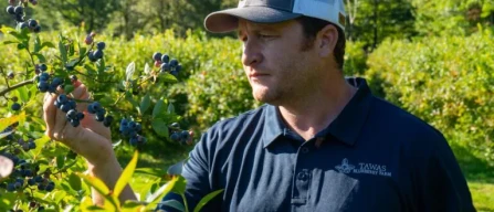 Blueberry farming in Michigan: the inspiring story of Tawas Blueberry Farm in Tawas City-image