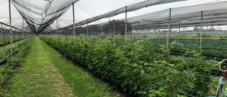 La coltivazione dei piccoli frutti in Italia tra consolidamento e nuove sfide-image