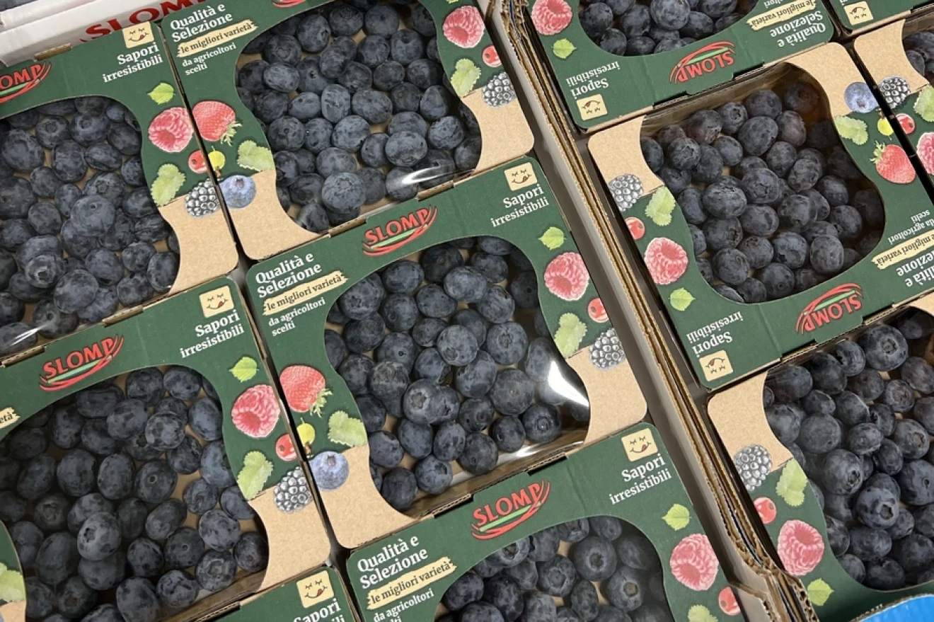 Slomp: blueberry volumes, pack sizes and consumption are set to rise in 2026-image