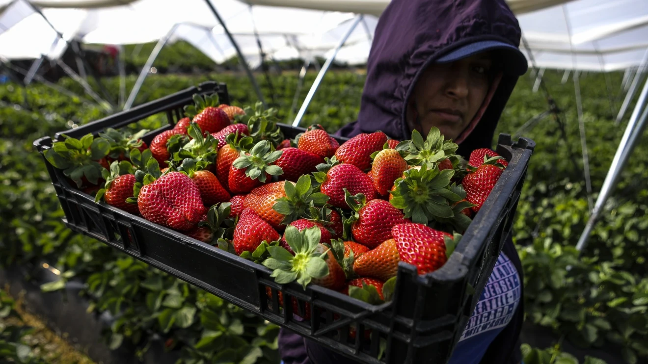 Tempeste devastano i piccoli frutti in Portogallo, Spagna e Marocco: produzione in forte crisi-image