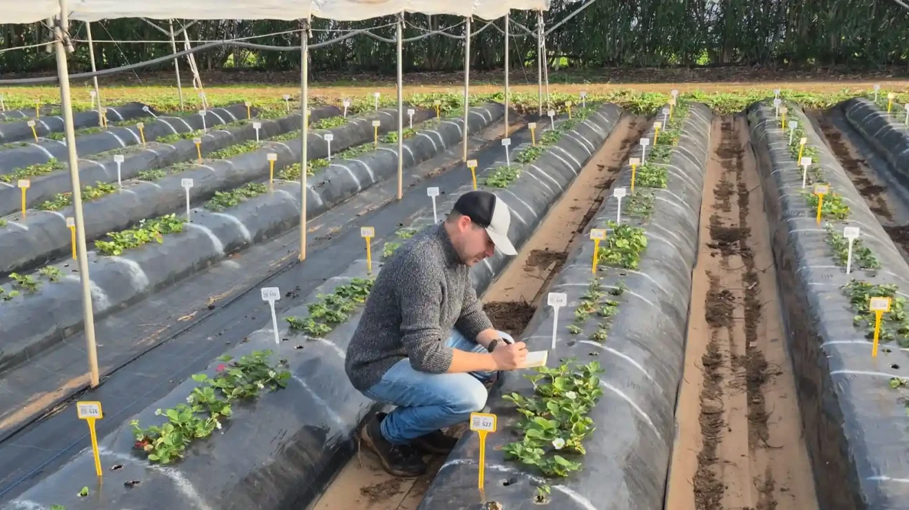 CIV Strengthens Strawberry Research: Juan Carlos Gutierrez Ruiz Appointed Breeder for Mediterranean Markets-image