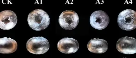 Bigger fruits, different textures: what the study on ‘Reka’ blueberry pollination reveals-image