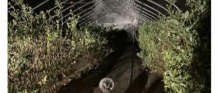 Tunnel di riscaldamento e ventilazione per anticipare e aumentare le rese del mirtillo-image