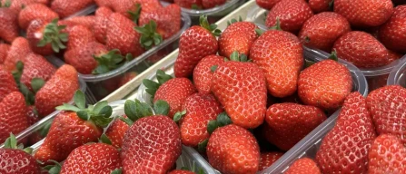Analisi della distribuzione varietale della fragola a Huelva: tendenze e prospettive per la campagna 2025/2026-image
