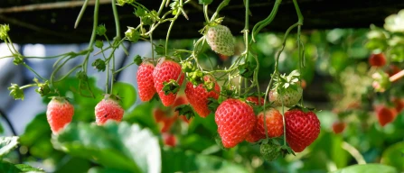 The consumption of berries in Spain: the rise of strawberries-image