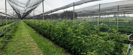 Berry cultivation in Italy between consolidation and new challenges