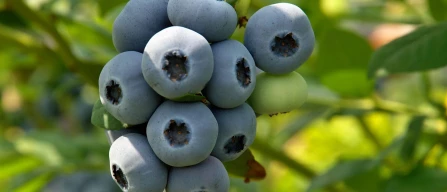 Will the blueberry industry continue to withstand the pressure of risks and challenges?-image