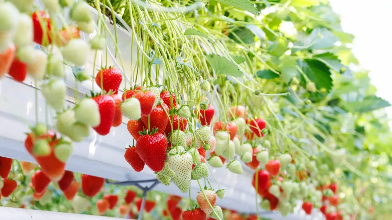 Bayer launches Baya Solara: new strawberry for protected crops in UK, Germany, Benelux-image