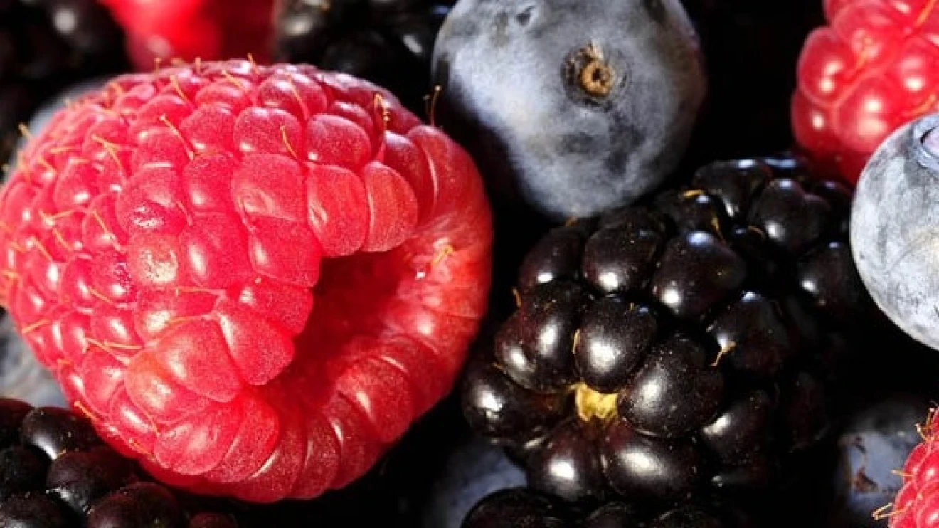 Lidl Retailer of the Year 2025: vendite di berries UK in crescita del 46% secondo British Berry Growers-image