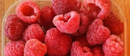 Ritorno dei lamponi in Bulgaria: sfida e opportunità bio-image
