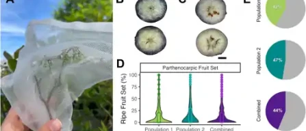 Partenocarpia nel mirtillo: lo studio USA-Brasile 2025 apre nuove strade per il breeding genetico-image