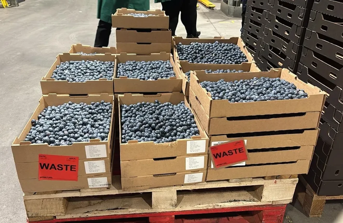 Pre-harvest and post-harvest practices in berry crops: the hidden cost of being close to the market -image
