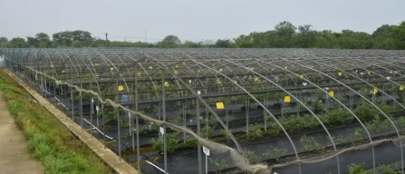 China leads global blueberries: technology, substrate crops and research towards 2028-image