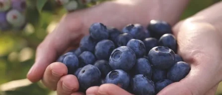 Functional blueberries: a new global consumption era-image