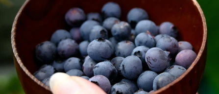 Global Blueberry Price Index: +2.5% in week 38/2025-image