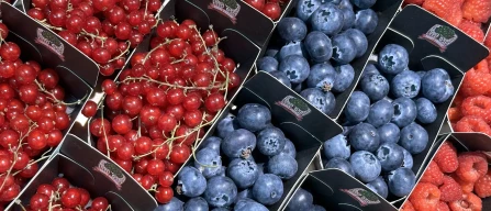 Crollano i prezzi del ribes, in rialzo gli altri piccoli frutti nella GDO italiana-image