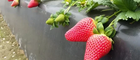 Fortuna ranked the second most planted strawberry variety in Huelva-image