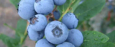 Rabbiteye, il mirtillo antico dalle sorprendenti proprietà antiossidanti