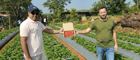 Strawberries from the Nova Siri Genetics breeding programme touring India-image