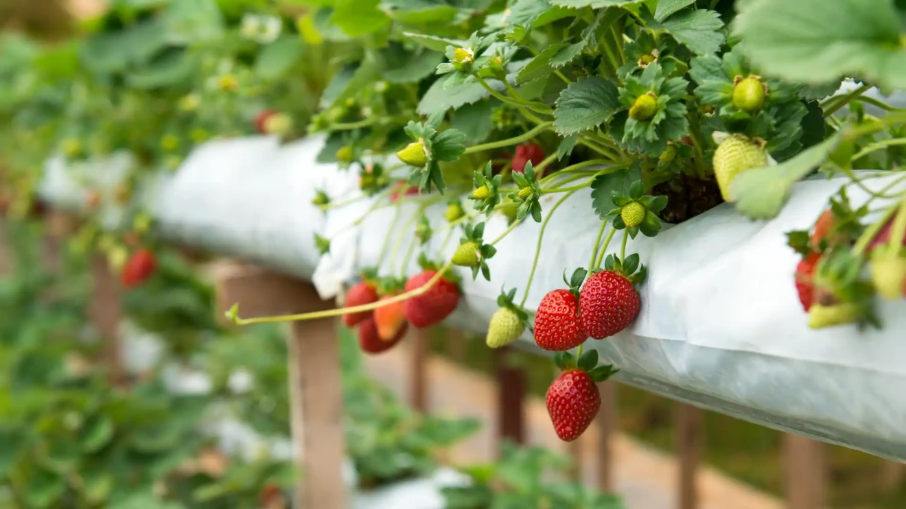 Record strawberry, blueberry and raspberry production in the USA: surge in California, Florida and Maine in 2024-image