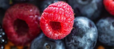 Francia: dinamiche di mercato dei piccoli frutti-image