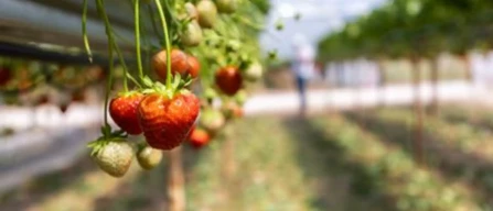 Fragole M&S: AI e bombi per qualità e resa migliori-image