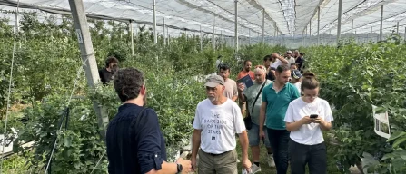 Laimburg testa 53 varietà di mirtillo: genetica, clima e manodopera al centro della scelta varietale-image