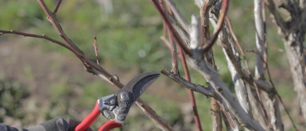 Now is the time to prune your Northern Highbush blueberry plants-image