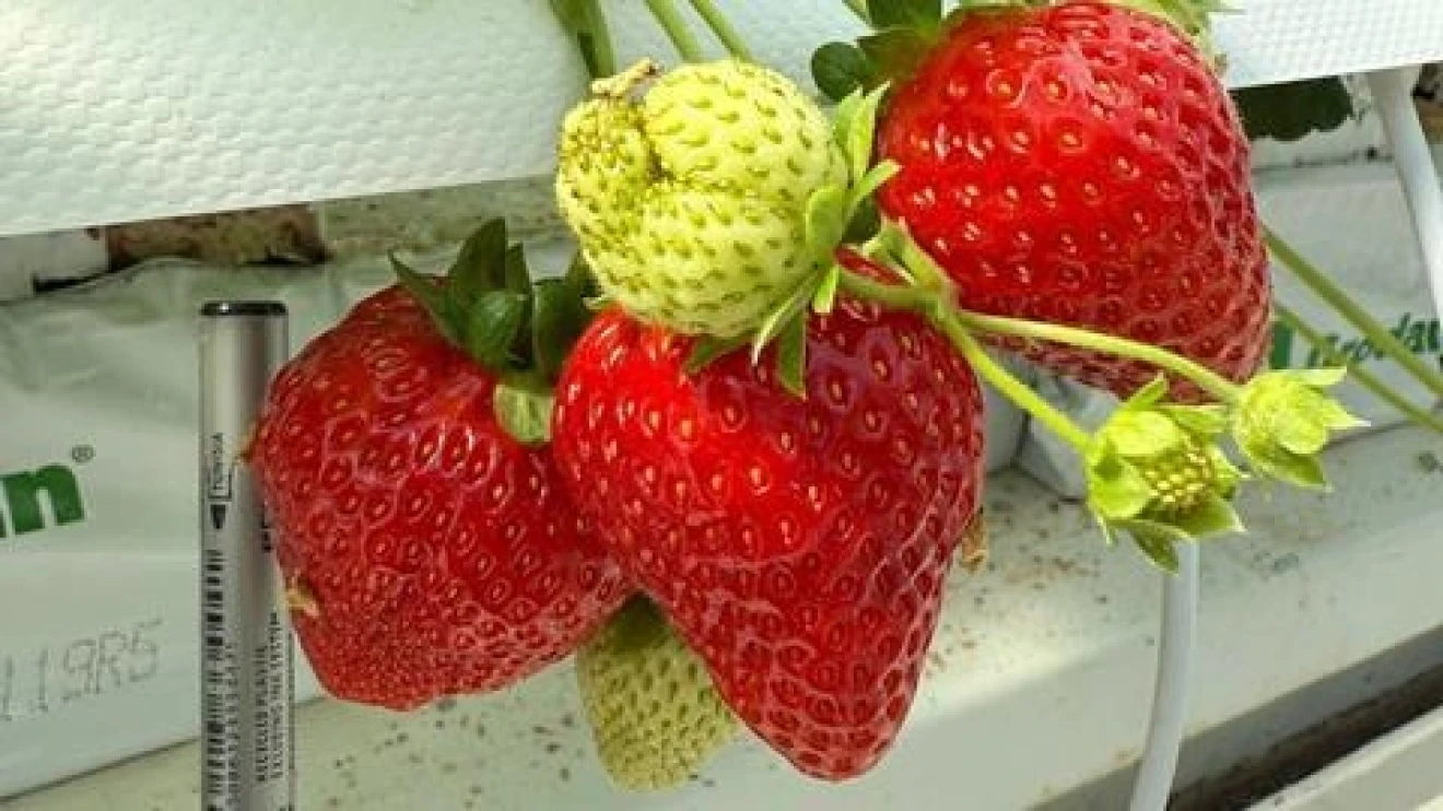 Kubo builds zero-emission high-tech strawberry greenhouses in Canada and Saudi Arabia using Ultra-Clima system-image