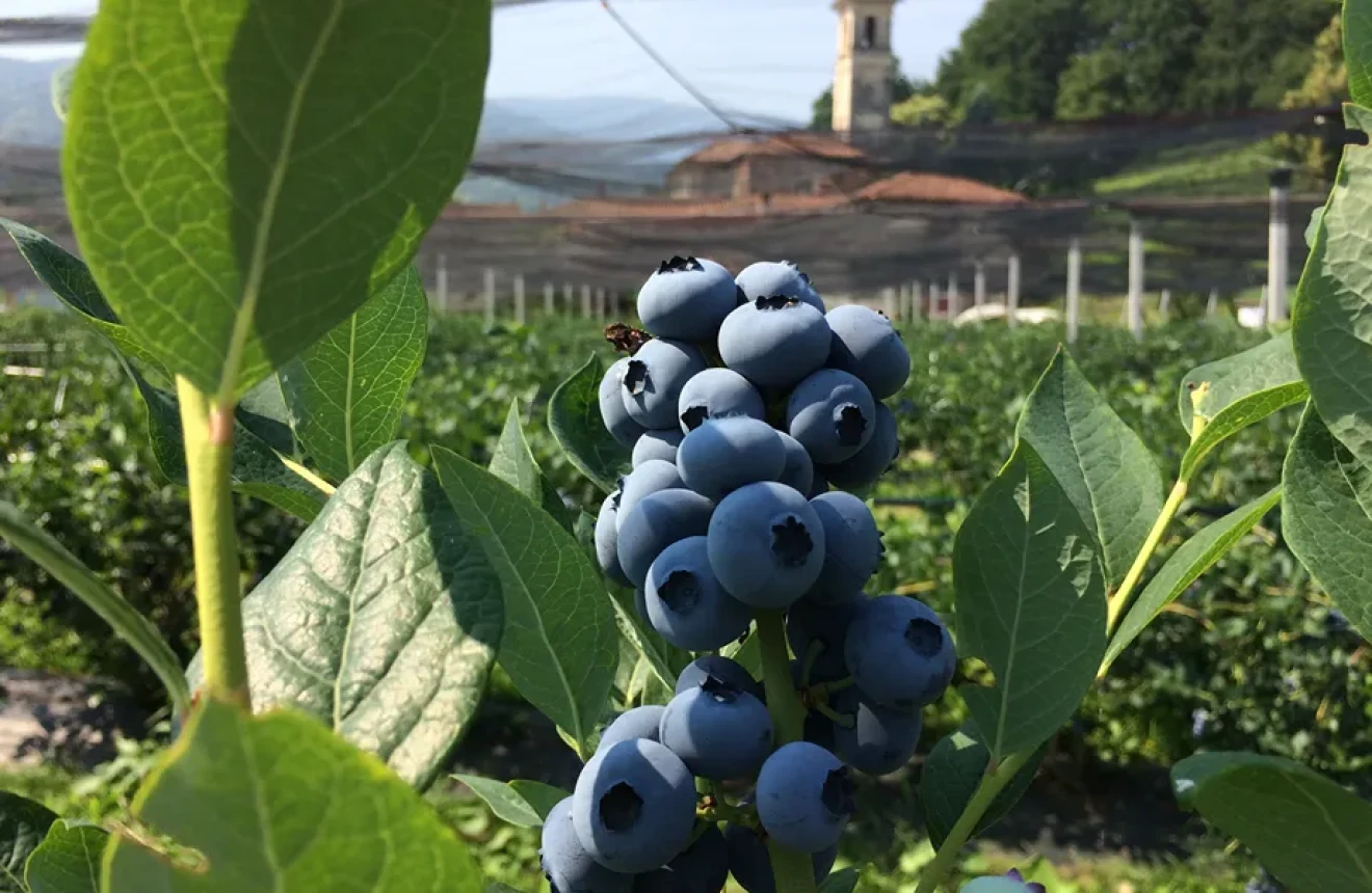 Piemonte Berry: the event for breeders and growers to explore varietal innovation-image