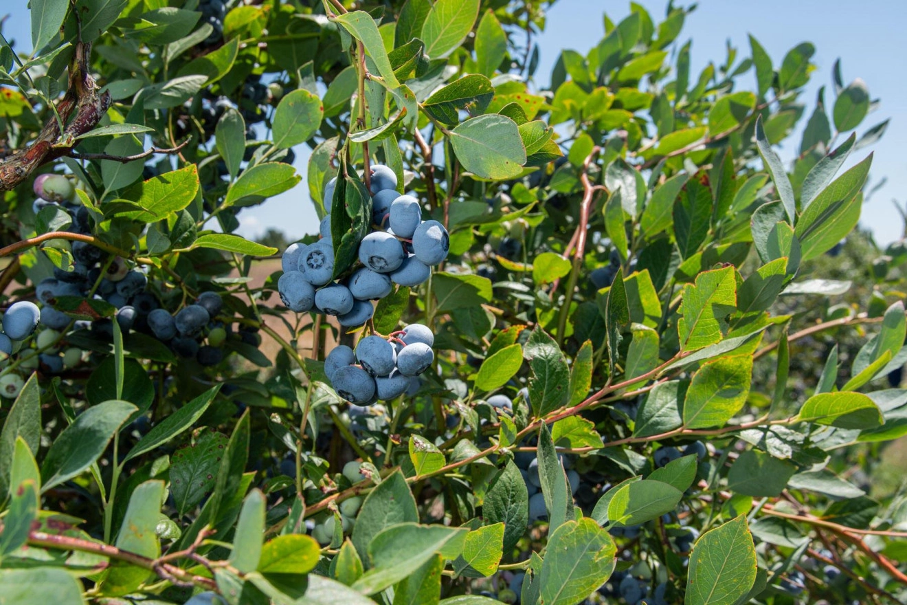 Blueberry Field Day OSU: varietà e sicurezza-image