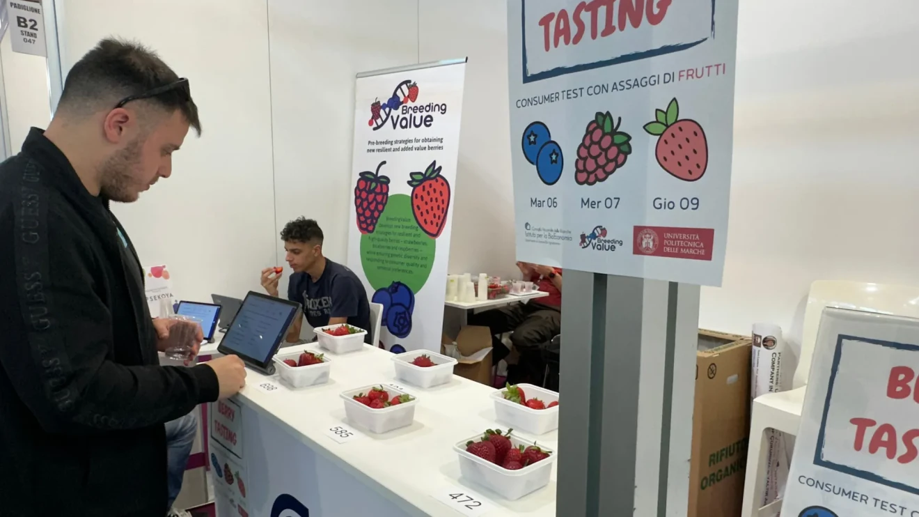 1780 consumer test di CNR-IBE disegnano fragola, lampone e mirtillo ideale-image