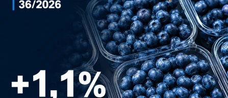 Global blueberry prices rise 1.1%: organic leads growth in week 36/2026 as premium prices decline-image