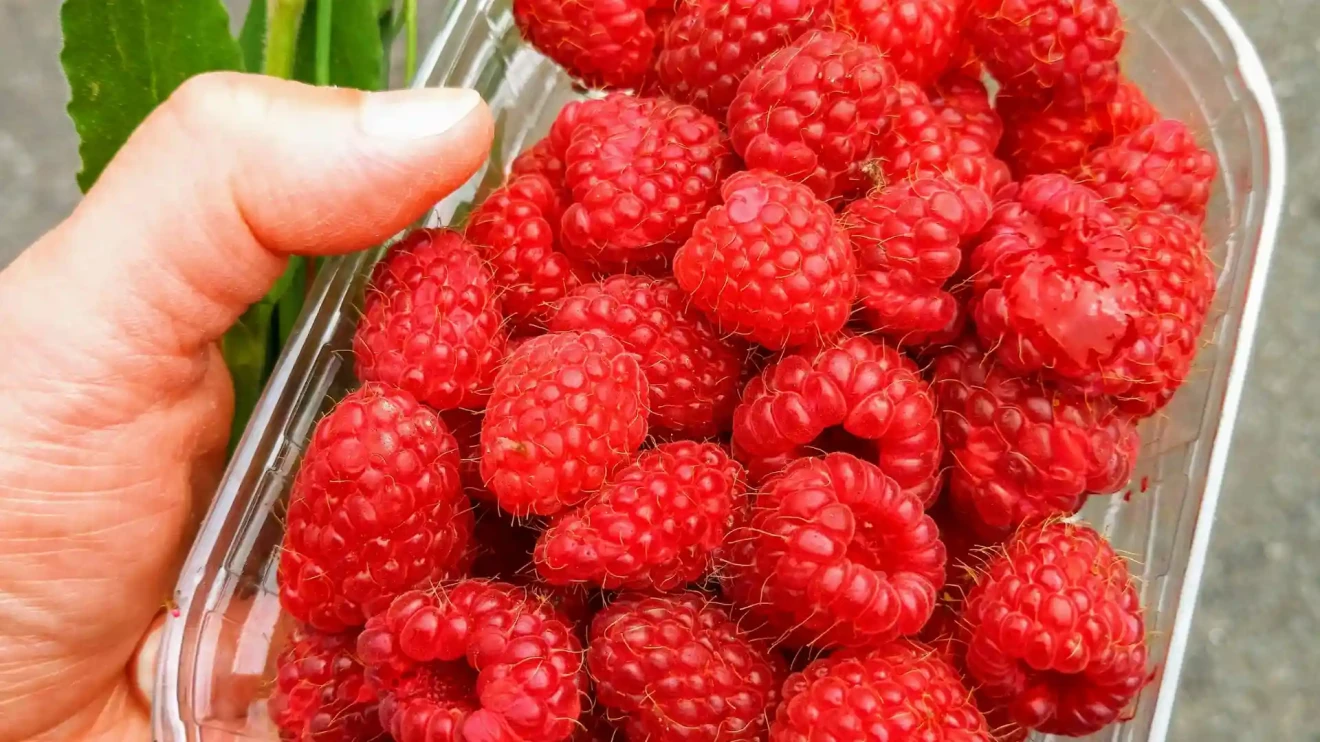 Italy’s berry market: raspberries –4.7%, blueberries –3.5% and red currants +6.7% in 2025 week 49/2025-image
