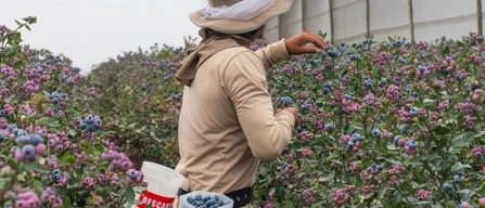 Chile, blueberry season 2025–26: slow start but exports on the rise-image