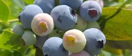 Global blueberry growth: trends, challenges and strategies from the IBO Summit 2025 in South Africa-image