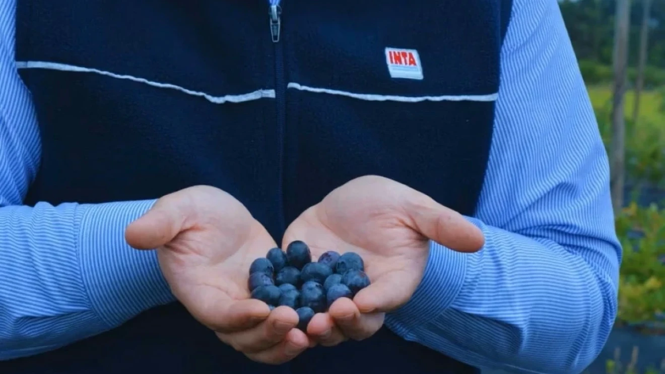 INTA Concordia develops new blueberry varieties for NEA, focusing on quality, yield and adaptation-image