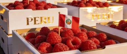 Raspberry in Peru: production growth and new export opportunities to Europe and the United States-image