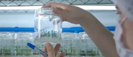 Camposol launches ORIGEN, new blueberry genetics-image