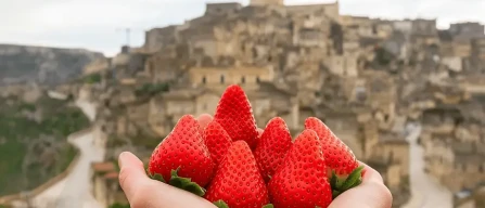 From product to lifestyle: unlocking the potential of berries in Italy-image